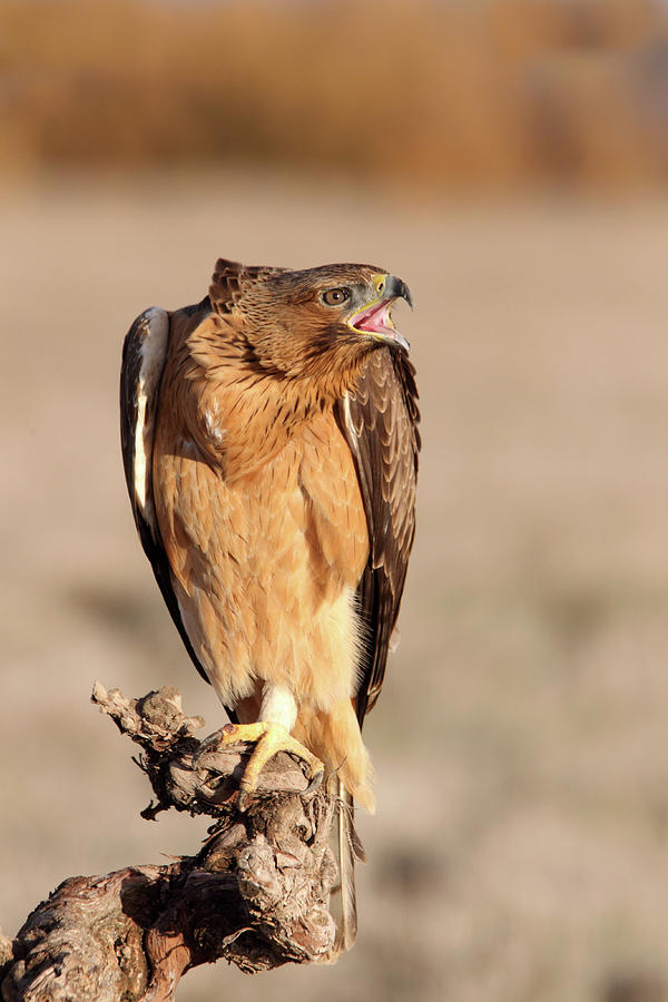 Wildlife Photograph - One Years Old Female Of Bonelli´s Eagle, Aquila Fasciata by Cavan Images