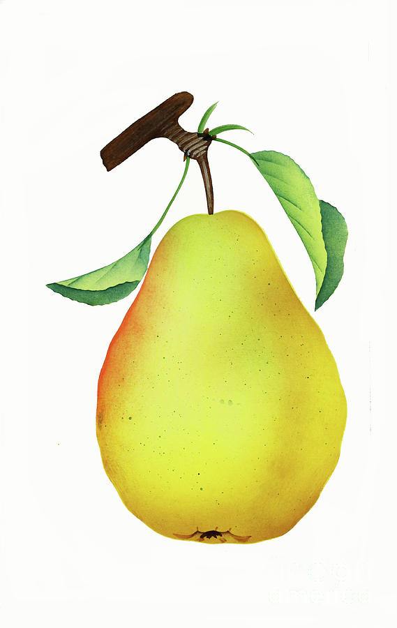 One Yellow Juicy Pear by Nikki Vig One Yellow Juicy Pear by Nikki Vig