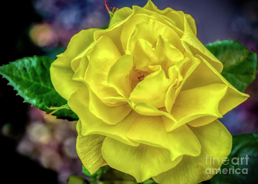 One Yellow Rose Photograph by Janice Pariza