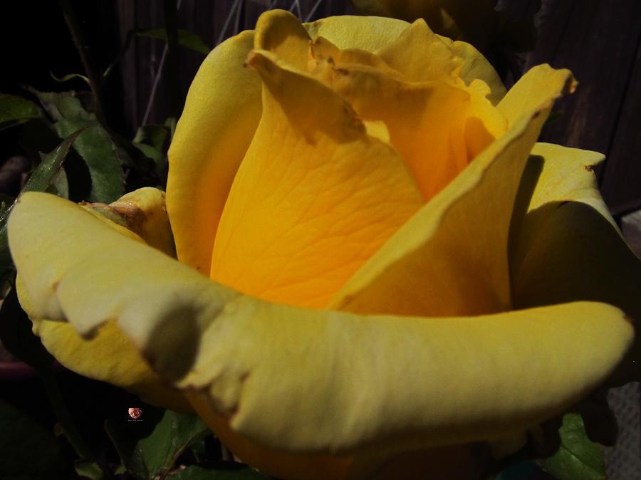 One Yellow Rose Photograph by Richard Thomas