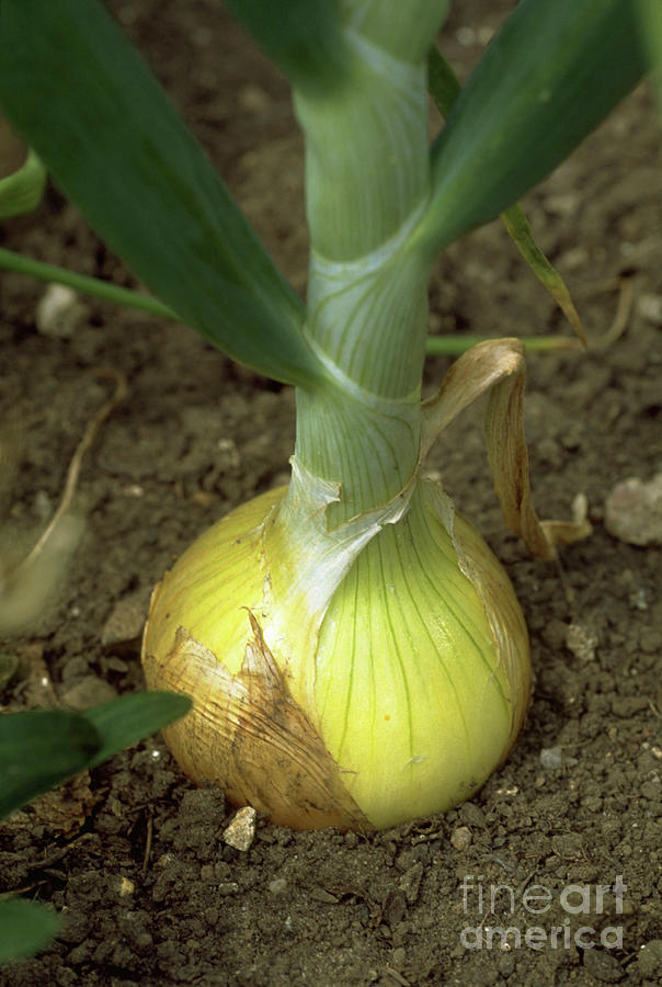 Onion Photograph by Adrian Thomas/science Photo Library