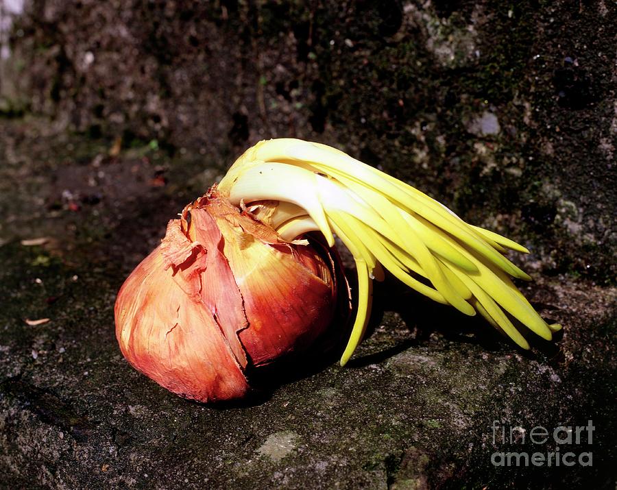 Onion. (allium Cepa) Photograph by Lino Pastorelli/science Photo Library
