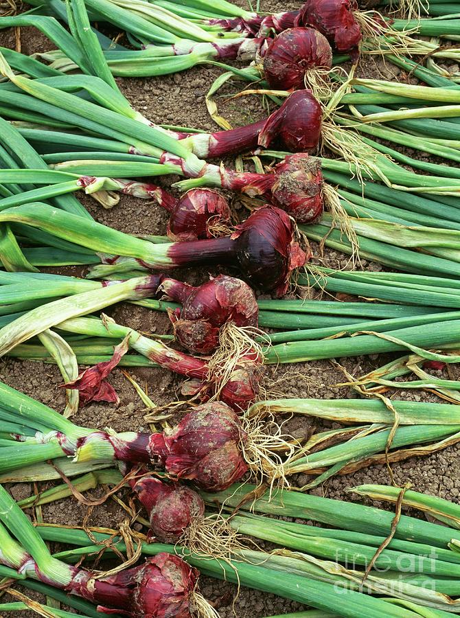 Onion. (allium Cepa red Supreme) Photograph by Geoff Kidd/science Photo Library