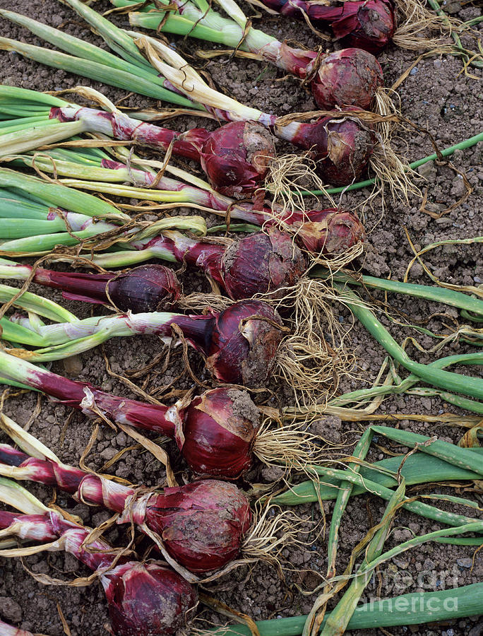 Onion (allium red Baron) Photograph by Geoff Kidd/science Photo Library