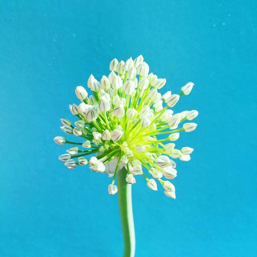 Onion Flower Photograph by Michele Levenson Pixels