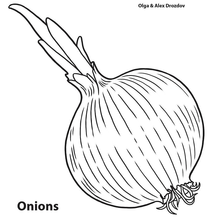 Onion Digital Art - Onion by Olga And Alexey Drozdov