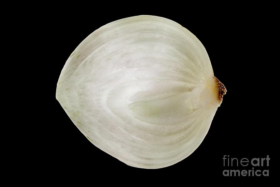 Onion Slice Photograph by Patrick Landmann/science Photo Library