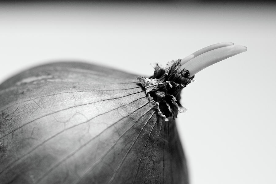 Onion Sprout Photograph by Universal Stopping Point Photography