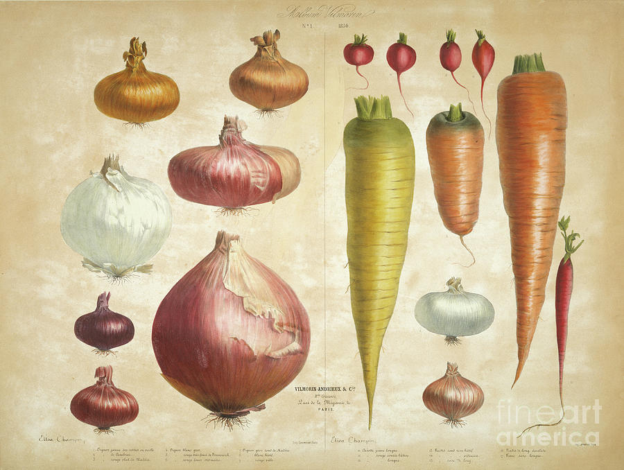 Onions, carrots and radishes Mixed Media by Elisa Champin | Fine Art ...