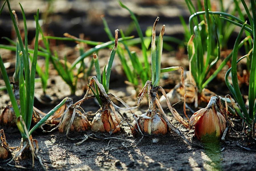Onions In A Field Photograph by Herbert Lehmann