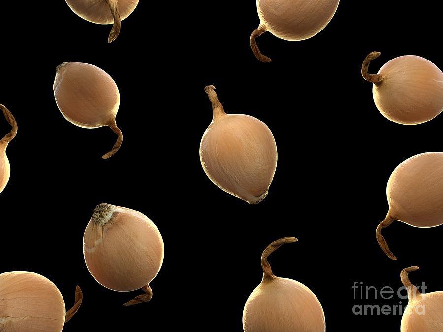 Onions Photograph by Sebastian Kaulitzki/science Photo Library