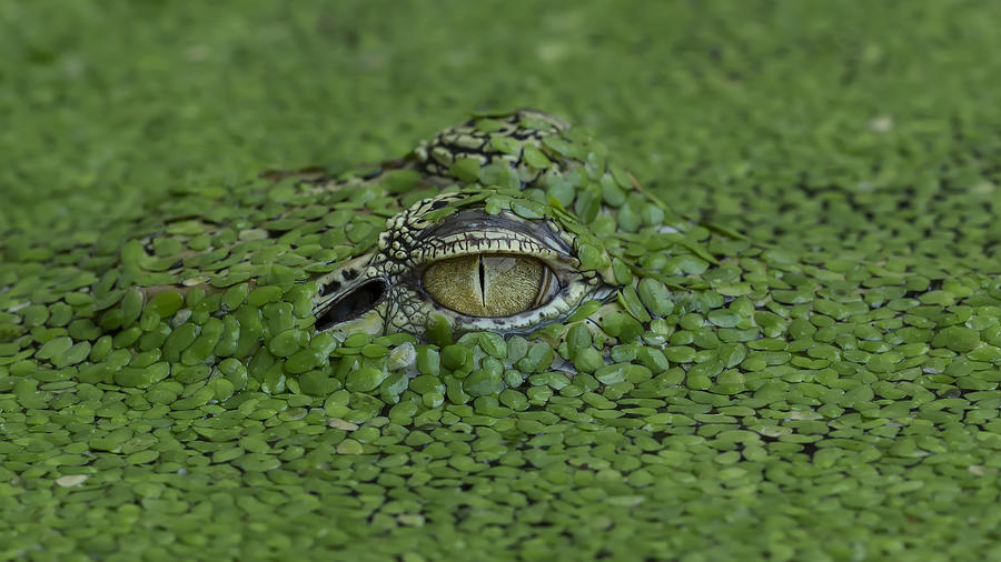 Crocodile Photograph - Only Eye by Tantoyensen