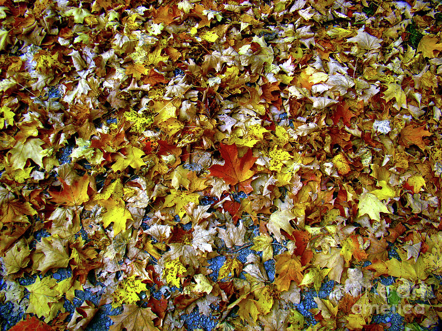 Fall Photograph - Ontarios Autumn Leaves by Al Bourassa