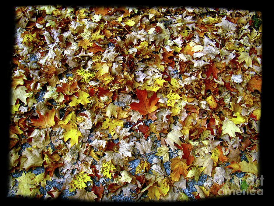 Ontarios Autumn Leaves II Photograph by Al Bourassa