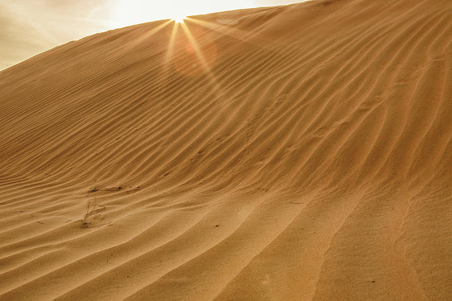 Desert Photograph - Onyx In Desert Abu Dhabi, United Arab by Tom Norring