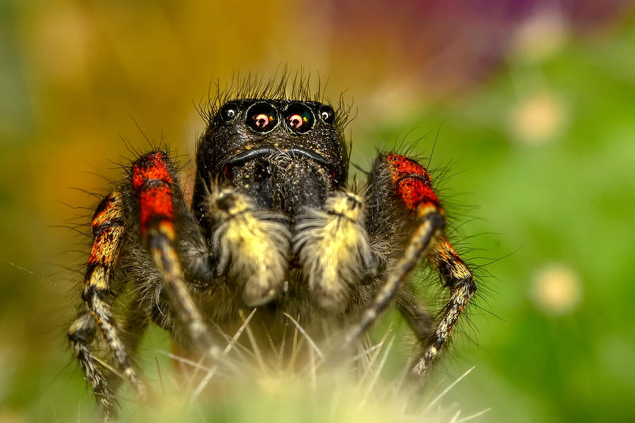 Spider Photograph - Oooo by Mustafa ztrk