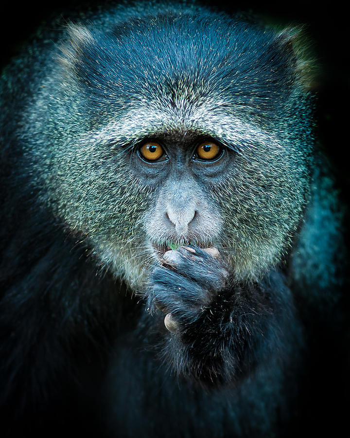 Ape Photograph - Oops! by Ali Khataw