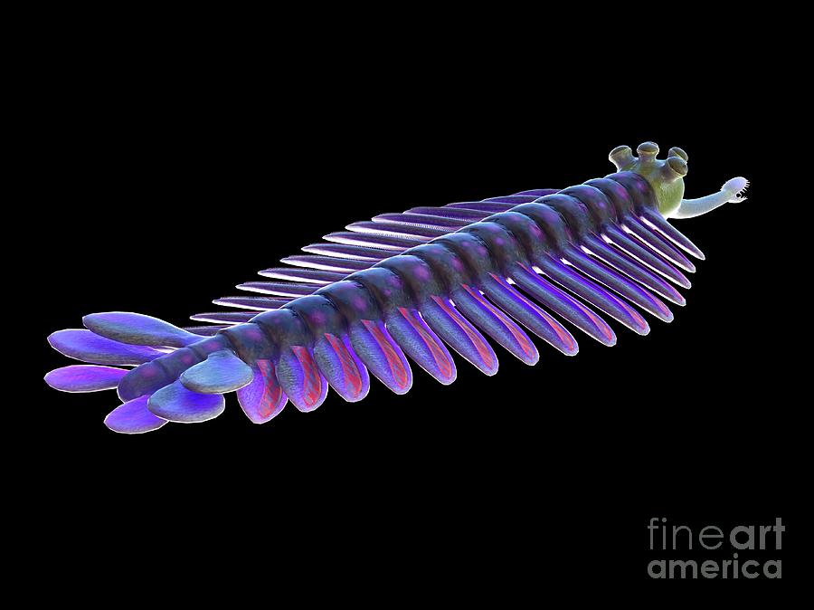 Opabinia Marine Arthropod Photograph by Sebastian Kaulitzki/science Photo Library
