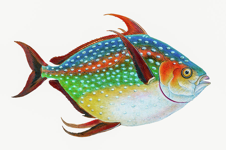 Opah Drawing by David Letts