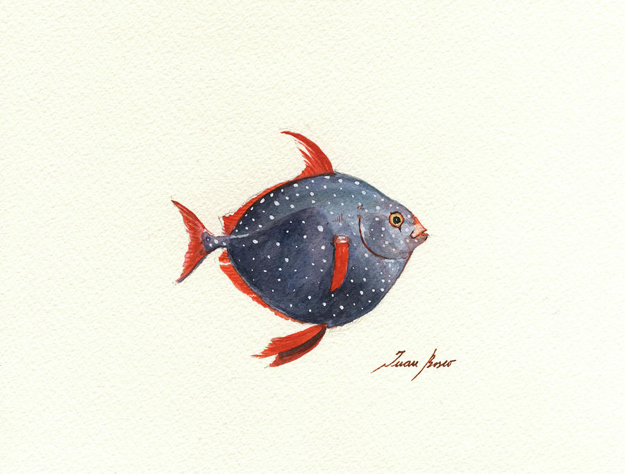 Opah fish Painting by Juan Bosco