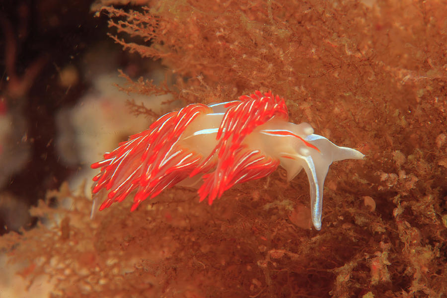 Opalescent Nudibranch Feeding On Pink Photograph by Stuart Westmorland ...