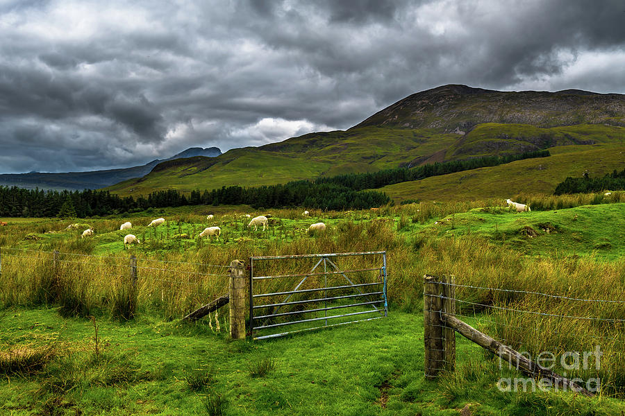 Open Gate To Pasture With White Sheep In Scenic Landscape On The Isle Of Skye In Scotland Photograph by Andreas Berthold