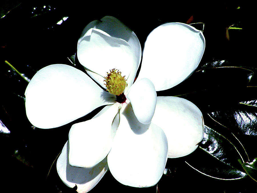 Magnolia Movie Digital Art - Open Magnolia Bloom by Linda Cox