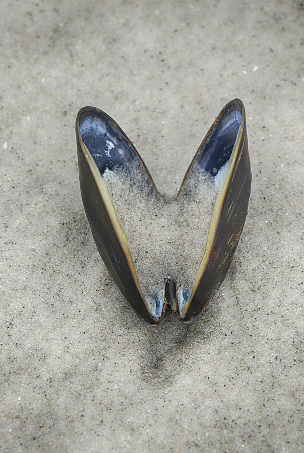 Open Mussel Photograph by Cate Franklyn