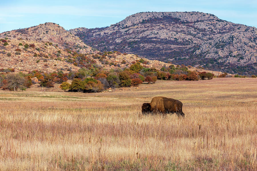 Wichita Mountains Wildlife Refuge Photograph - Open Range by Doug Long