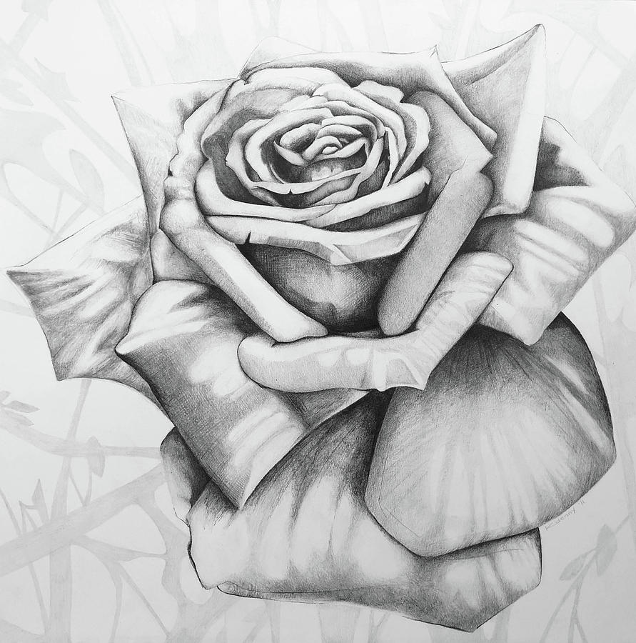 Open Rose Drawing by Bykatedenny - Fine Art America