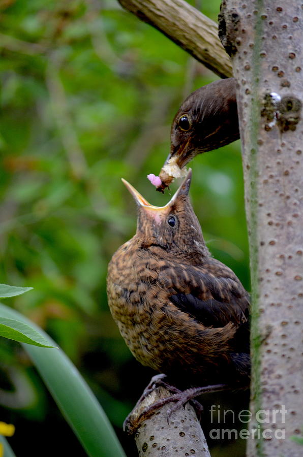 Open Wide Photograph by Carla Maloco | Fine Art America