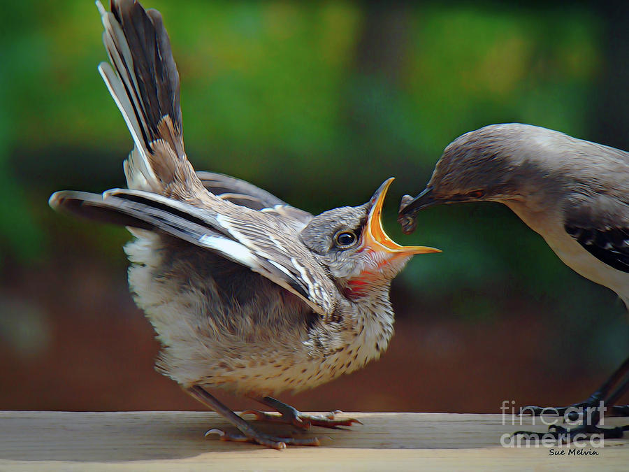 Mockingbird Photograph - Open Wide by Sue Melvin