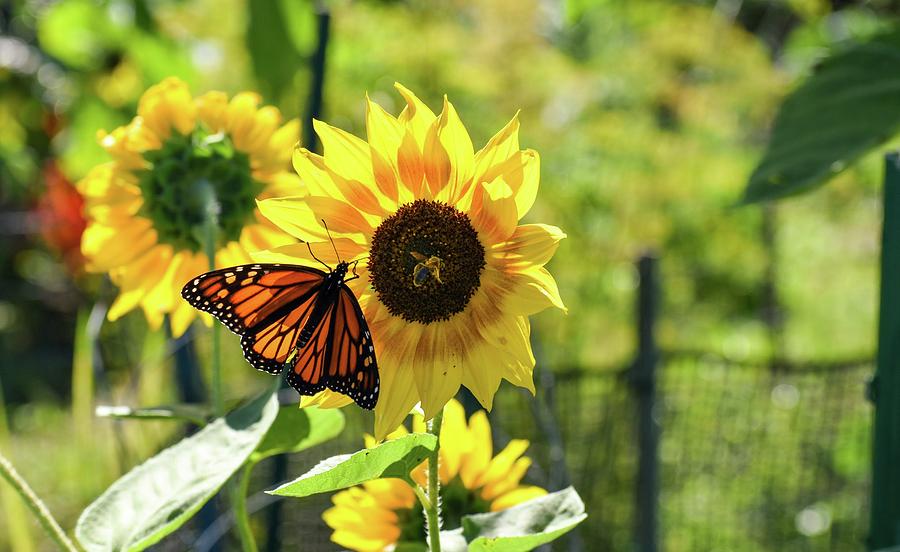 Open Your Wings Photograph by Jacob Sladen - Fine Art America