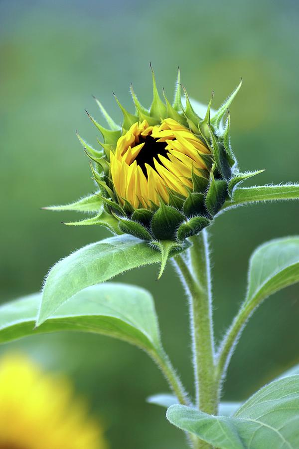 Opening Sunflower Bud Photograph by Angelica Linnhoff