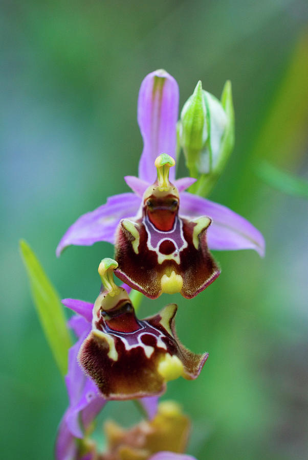 Ophrys Fuciflora Photograph by Claudiodelfuoco