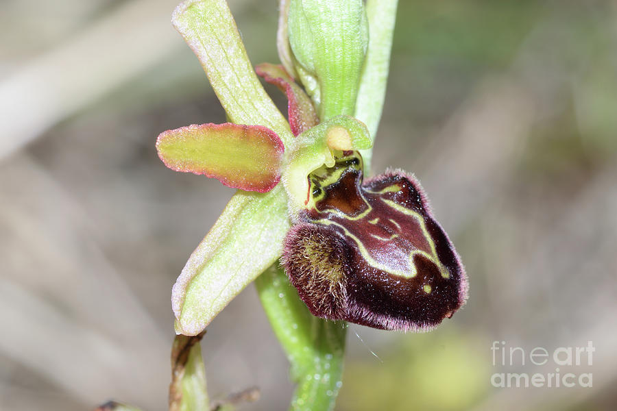 Ophrys Molisana by Bruno Petriglia/science Photo Library