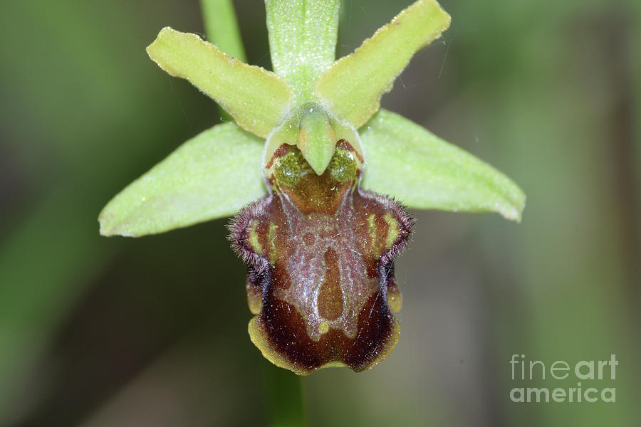 Ophrys Sphegodes Classica by Bruno Petriglia/science Photo Library