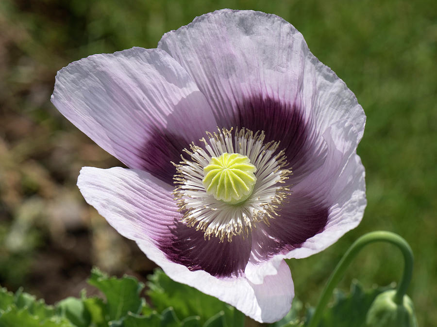 Opium Poppy Flower Photograph by Nigel Cattlin