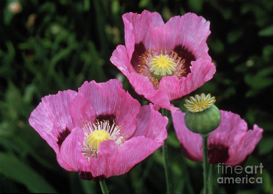 Opium Poppy Flowers Photograph by Science Photo Library Opium Poppy Flowers Photograph by Science Photo Library