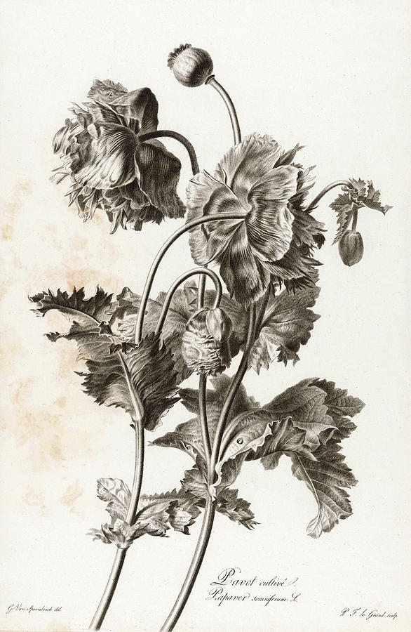 opium poppy flower art