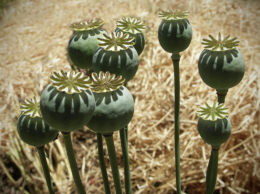 Opium Poppy Pods Photograph by Mendocino Coast Films