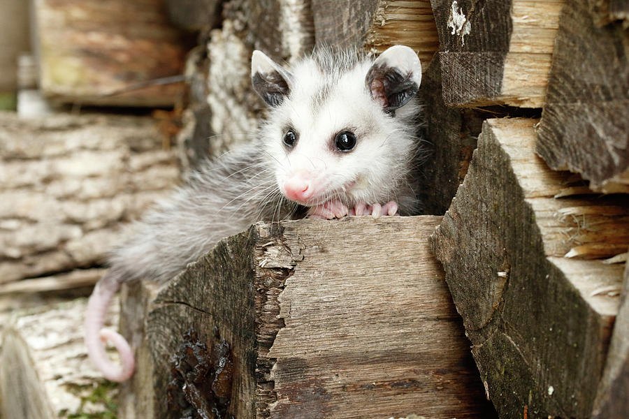 Opossum Climbing On Wood Pile Photograph by David Kenny