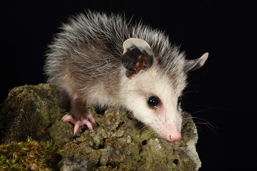 Opossum On Moss Covered Rock Photograph by David Kenny - Fine Art America