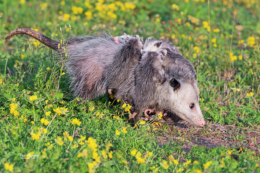 Opossum Uber Photograph by Peg Runyan