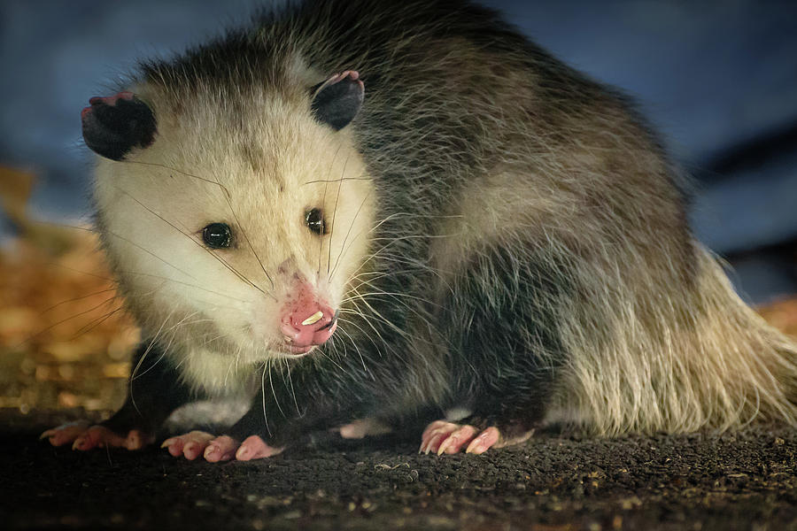 Oppossum Pose Photograph by Joann Long - Fine Art America