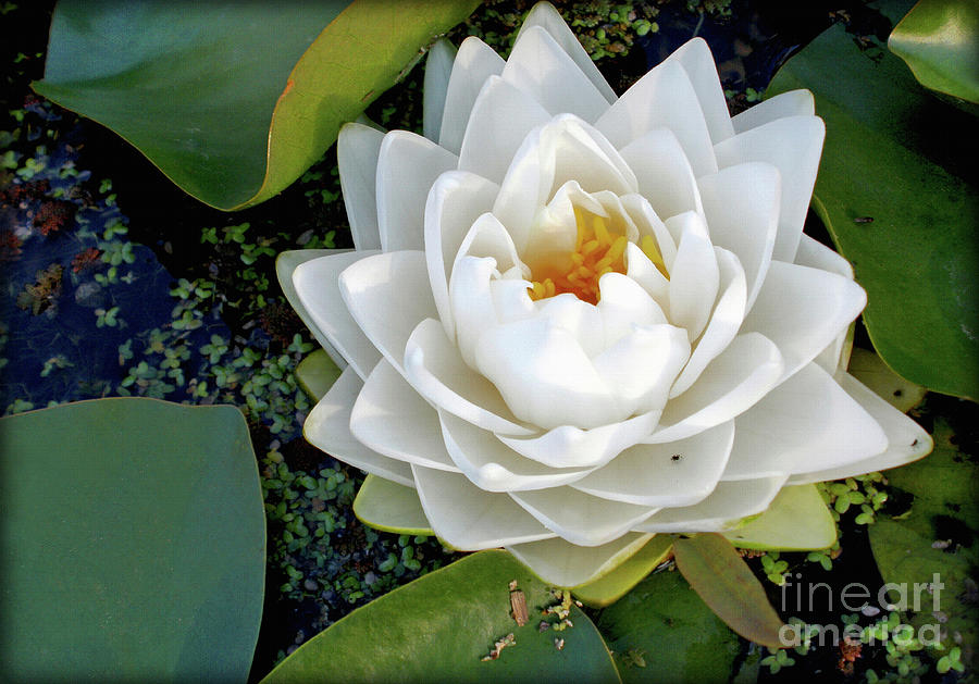 Lily Photograph - Optical Illusion in a Waterlily by Kaye Menner