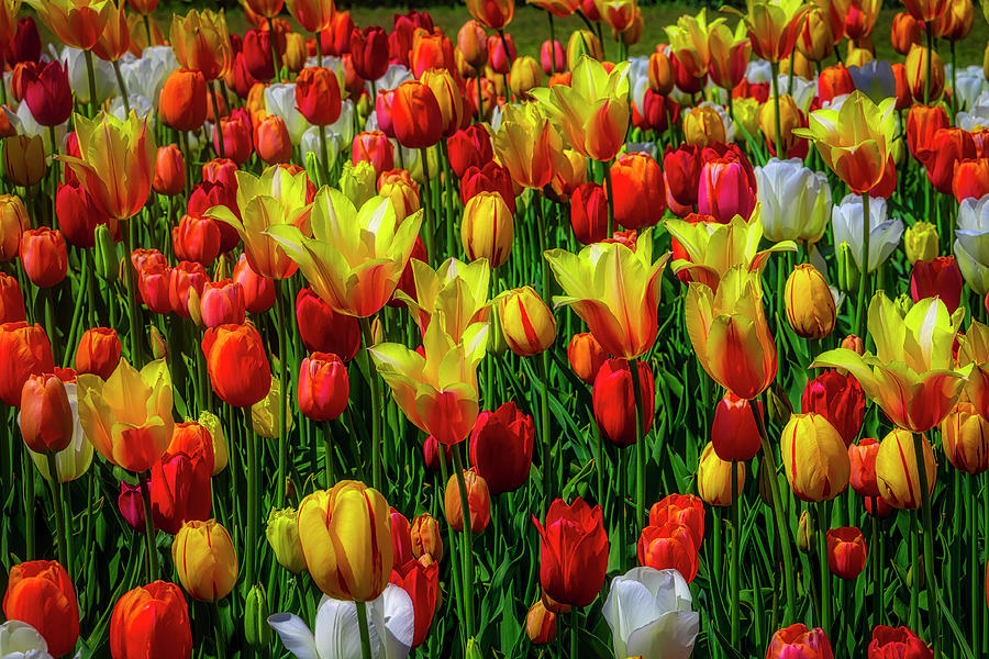 Opulent Colorful Tulips Photograph by Garry Gay