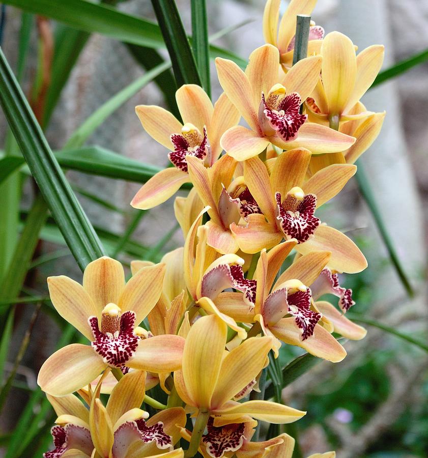 Opulent Orchids Photograph