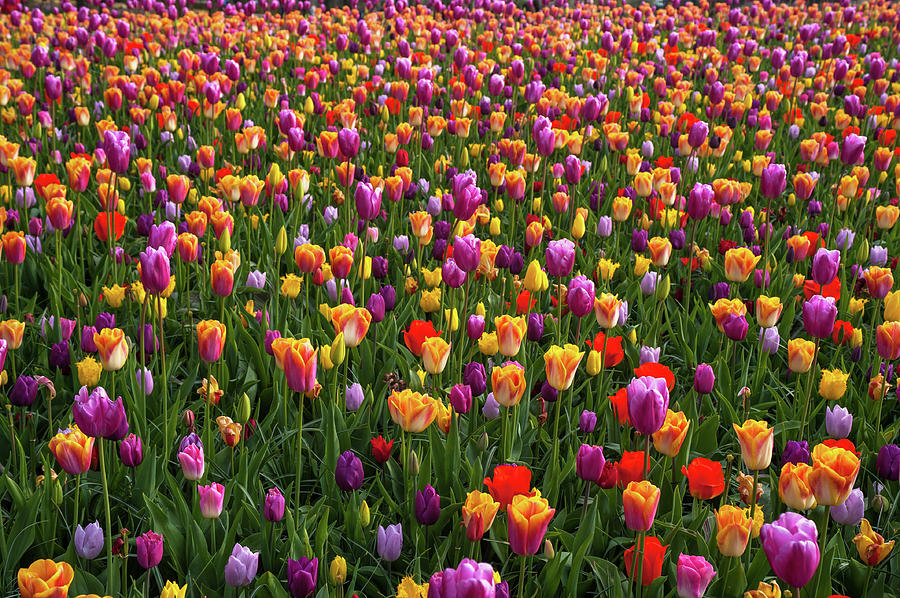 Opulent Tapestry of Luscious Tulips Photograph by Jenny Rainbow
