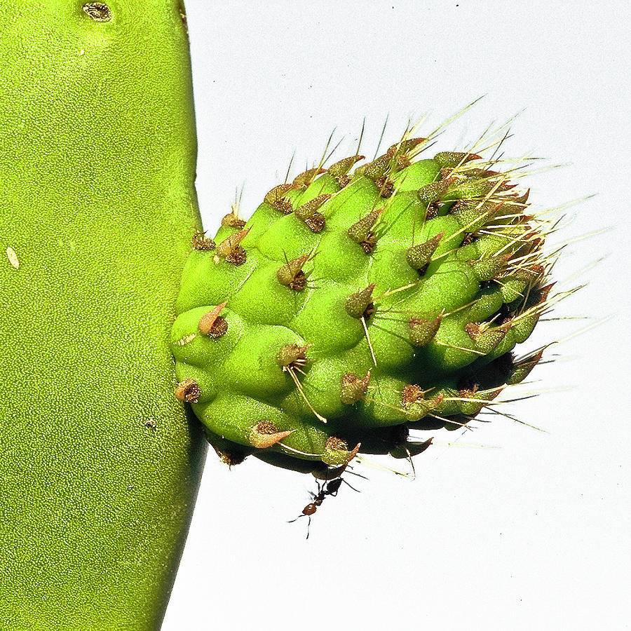 Opuntia And Ant Photograph by Luigi Masella